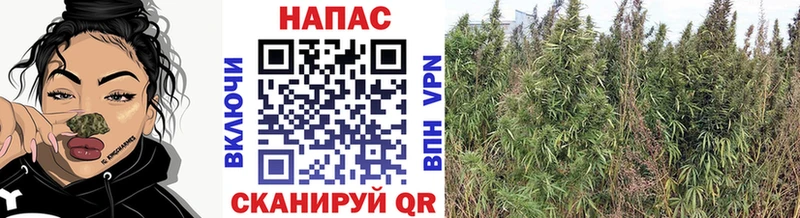 Каннабис конопля  kraken ONION  дарк нет клад  Болотное 